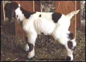 Goats for Homesteading: A Versatile Livestock Choice