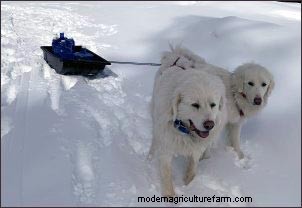Homestead Dogs: Multi-Purpose Canines for Farm & Family