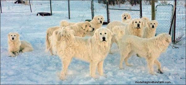 Homestead Dogs: Multi-Purpose Canines for Farm & Family
