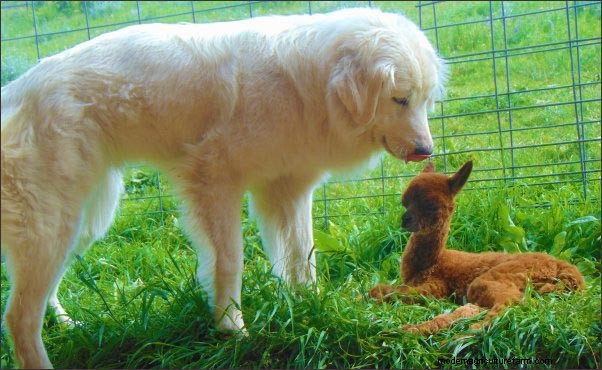 Homestead Dogs: Multi-Purpose Canines for Farm & Family
