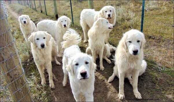 Homestead Dogs: Multi-Purpose Canines for Farm & Family