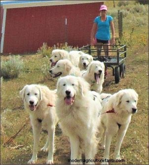 Homestead Dogs: Multi-Purpose Canines for Farm & Family