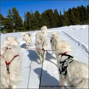 Homestead Dogs: Multi-Purpose Canines for Farm & Family