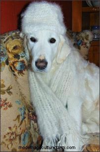 Homestead Dogs: Multi-Purpose Canines for Farm & Family