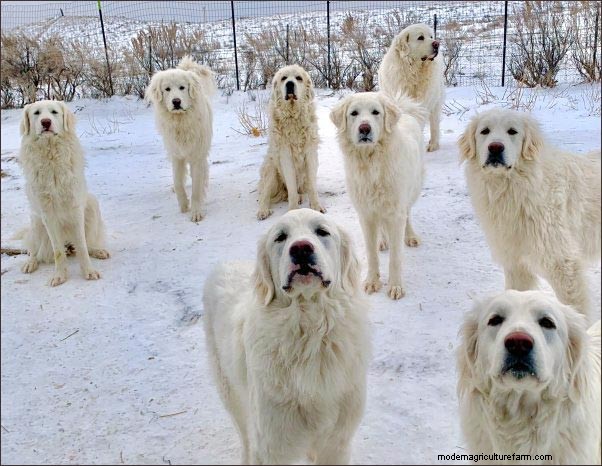 Homestead Dogs: Multi-Purpose Canines for Farm & Family