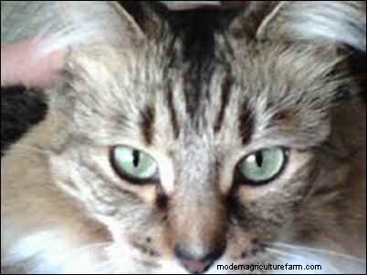 Rescuing Special Needs Pets: A Guide to Homestead Rescue