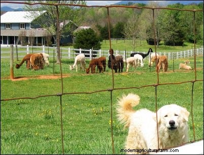 Angora Rabbits: Raising for Profit & Passion - A Beginner s Guide