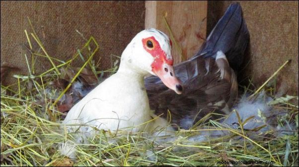 Raising Muscovy Ducks: Homesteading Lessons from a Broody Flock