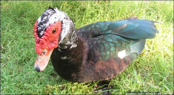 Raising Muscovy Ducks: Homesteading Lessons from a Broody Flock