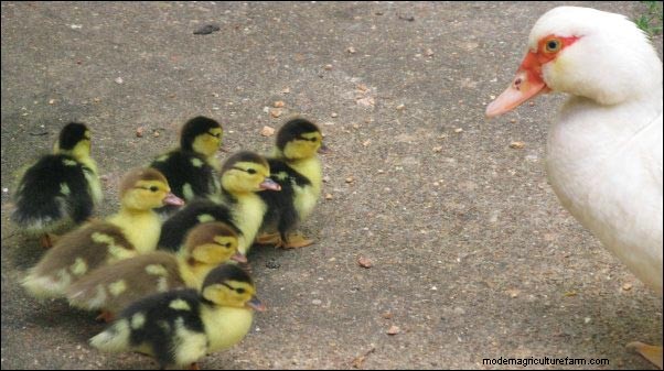 Raising Muscovy Ducks: Homesteading Lessons from a Broody Flock