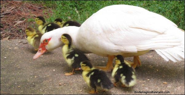 Raising Muscovy Ducks: Homesteading Lessons from a Broody Flock