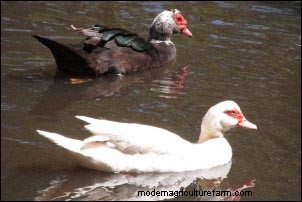 Raising Muscovy Ducks: Homesteading Lessons from a Broody Flock