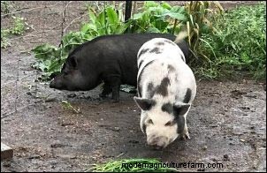 Raising Potbellied Pigs: A Homesteading Venture & Unexpected Profit