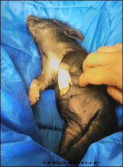 Raising Potbellied Pigs: A Homesteading Venture & Unexpected Profit