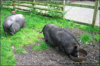 Raising Potbellied Pigs: A Homesteading Venture & Unexpected Profit