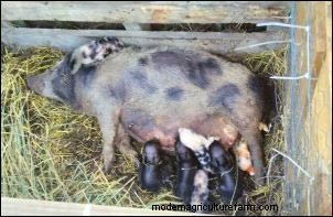 Raising Potbellied Pigs: A Homesteading Venture & Unexpected Profit