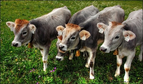 Micro-Creamery Startup: A Guide for Homesteaders