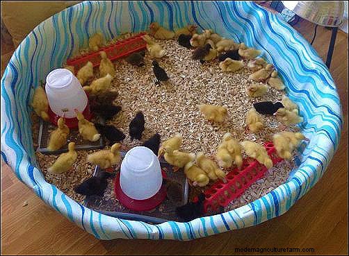 Starting a Backyard Duck Egg Business: A Beginner s Story