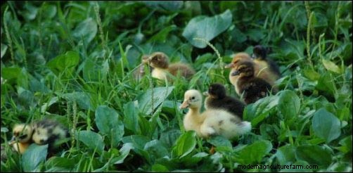 Starting a Backyard Duck Egg Business: A Beginner s Story