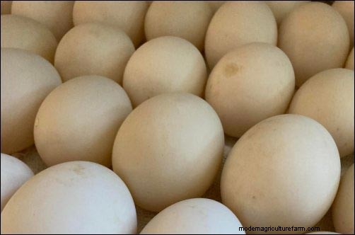 Starting a Backyard Duck Egg Business: A Beginner s Story