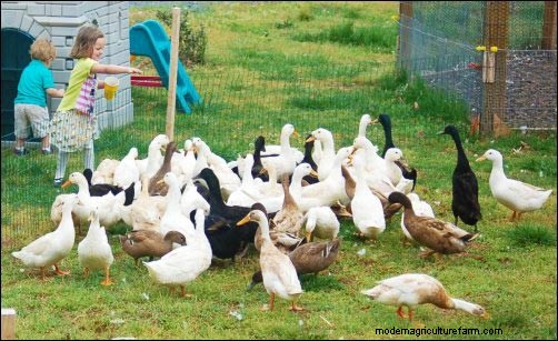 Starting a Backyard Duck Egg Business: A Beginner s Story