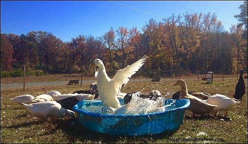 Starting a Backyard Duck Egg Business: A Beginner s Story