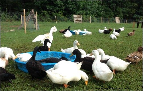 Starting a Backyard Duck Egg Business: A Beginner s Story