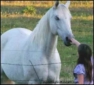 Adopting Rescue Horses: A Guide to Finding Your Perfect Companion
