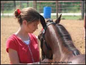 Adopting Rescue Horses: A Guide to Finding Your Perfect Companion