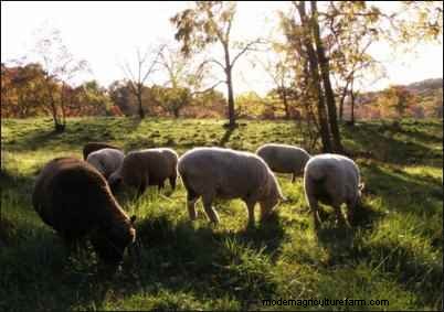Babydoll Southdown Sheep: Charming & Gentle Fiber Animals
