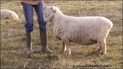 Babydoll Southdown Sheep: Charming & Gentle Fiber Animals