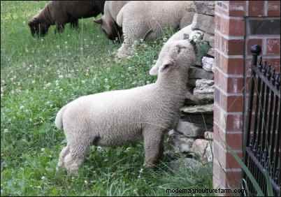 Babydoll Southdown Sheep: Charming & Gentle Fiber Animals