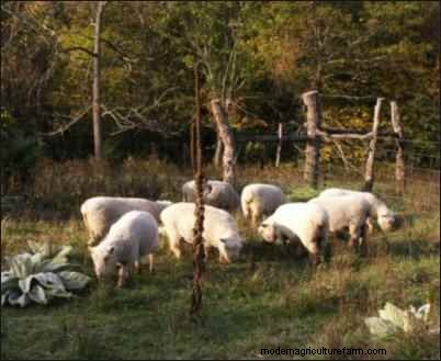 Babydoll Southdown Sheep: Charming & Gentle Fiber Animals