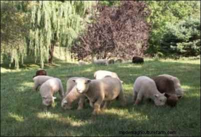 Babydoll Southdown Sheep: Charming & Gentle Fiber Animals