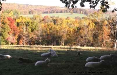Babydoll Southdown Sheep: Charming & Gentle Fiber Animals