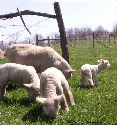Babydoll Southdown Sheep: Charming & Gentle Fiber Animals