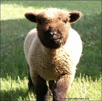 Babydoll Southdown Sheep: Charming & Gentle Fiber Animals