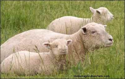 Babydoll Southdown Sheep: Charming & Gentle Fiber Animals