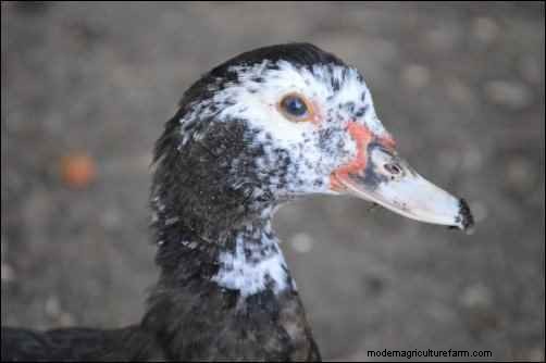 Raising Muscovy Ducks: A Beginner s Guide to Unique Poultry