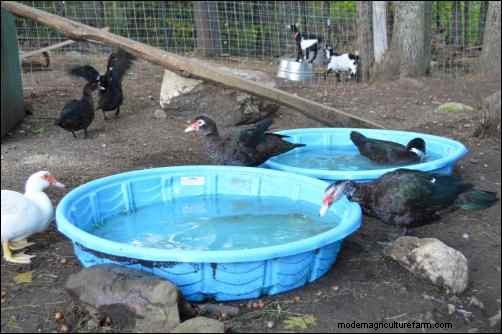 Raising Muscovy Ducks: A Beginner s Guide to Unique Poultry