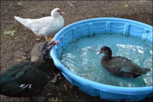 Raising Muscovy Ducks: A Beginner s Guide to Unique Poultry