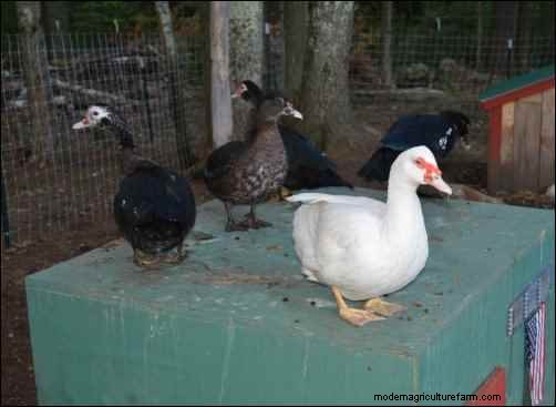 Raising Muscovy Ducks: A Beginner s Guide to Unique Poultry