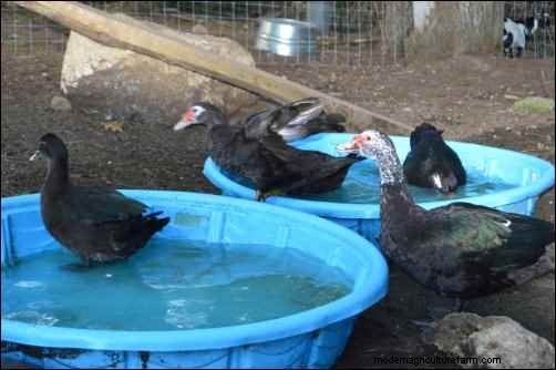 Raising Muscovy Ducks: A Beginner s Guide to Unique Poultry