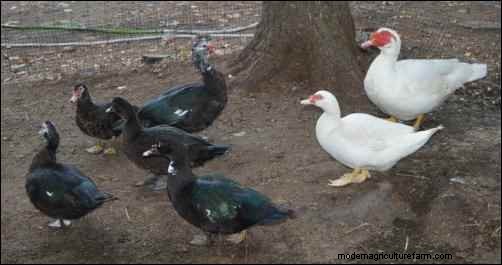 Raising Muscovy Ducks: A Beginner s Guide to Unique Poultry