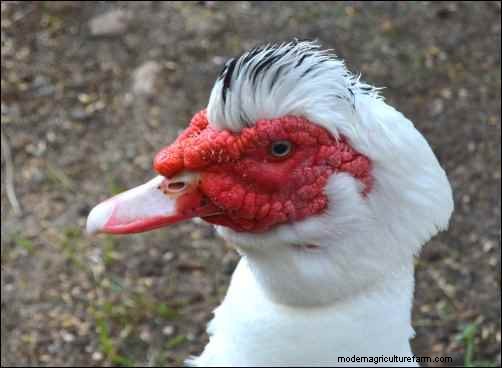 Raising Muscovy Ducks: A Beginner s Guide to Unique Poultry