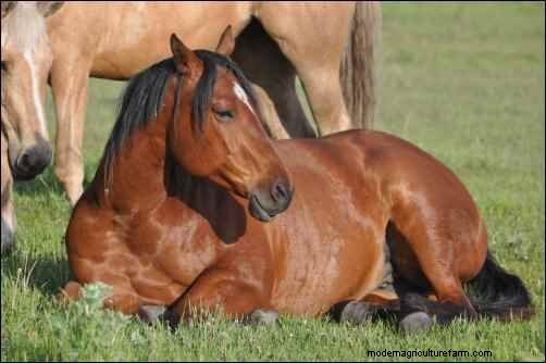 Astrid s Story: A Rescue Horse s Journey to a New Life