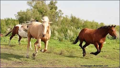 Astrid s Story: A Rescue Horse s Journey to a New Life