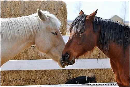 Astrid s Story: A Rescue Horse s Journey to a New Life