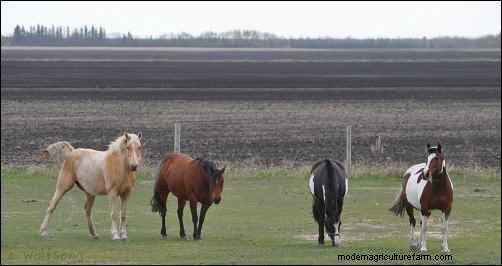 Astrid s Story: A Rescue Horse s Journey to a New Life