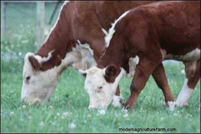 Building a Market for Farm-Raised Meats: A Personal Story